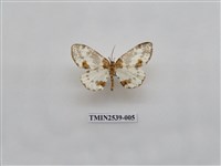 藏品(尺蛾24)的圖片